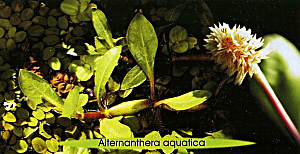 Alternather aquatica